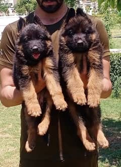 top quality black mask long coat Gsd pair for sale