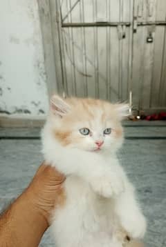 Persian male kitten triple cotted age 1 month
