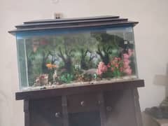 fish aquarium with 2 fish