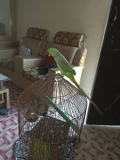 Parrot 2 year age Pahari speaking