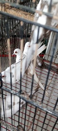love birds java doves all mutation