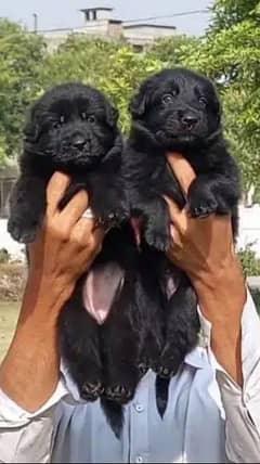 Black German shepherd Puppies | German shepherd long Coat Pair