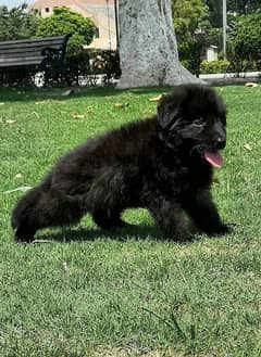 Black German shepherd puppies 0