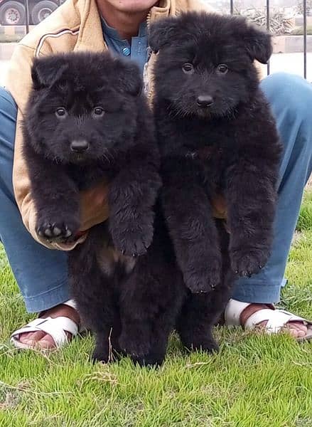 Black German shepherd puppies 1