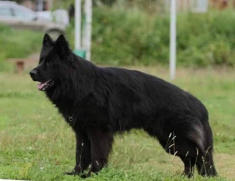 Black German shepherd puppies 2