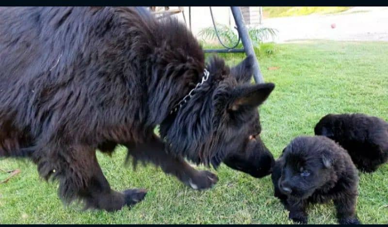 Black German shepherd puppies 3