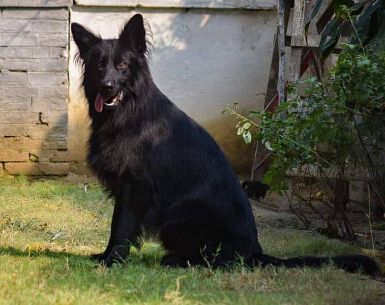 Black German shepherd puppies 4