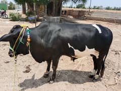 Bull  bachra  cow qurbani 03216287184