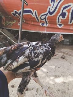Healthy Aseel Chicks for Sale