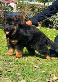 king German shepherd puppies
