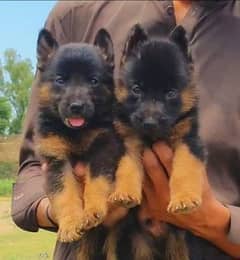 German Shepherd male female available for sale