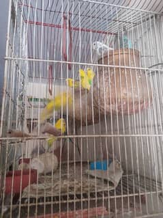 breeding parrot pair