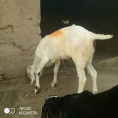 Qurbani Goat
