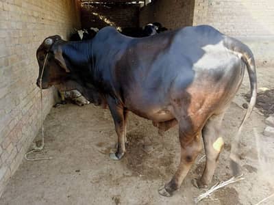 Desi Bull for Sale for kurbani reasonable price