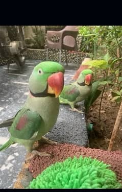 2 male raw parrot available