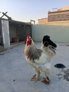 Brhama chicks & egg