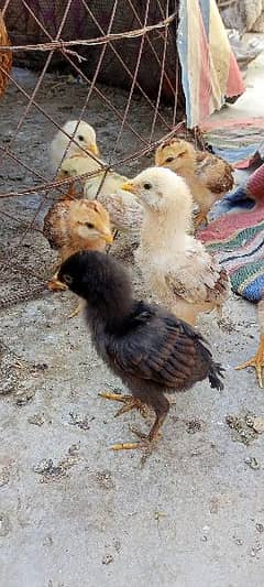 aseel shajri murji with 7 chicks