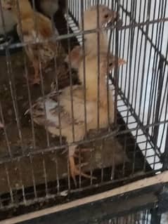aseel A plus quality chicks for sale