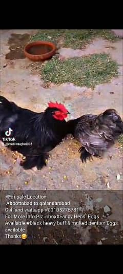 #mashallah ##Bantum breeders #fancy hens home breed