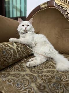 perician cats available for sale