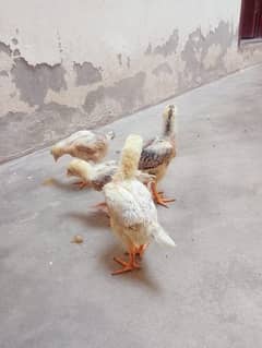 Shamu cross chicks for sale