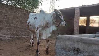 Qurbani janwar available for Sale