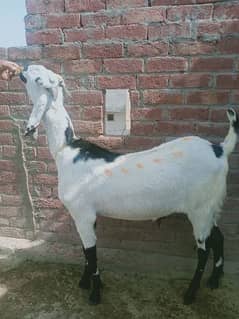 قربانی کا بکرا Goat For Sale. Bakra For Sale. Donda+Khassi