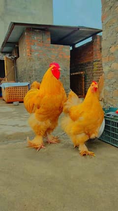 Heavy buff chicks of 1 month age 0