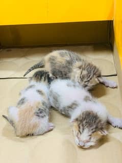 cat kittens age 4days