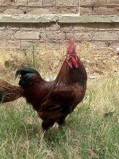 1 male and 2 female hen for sale