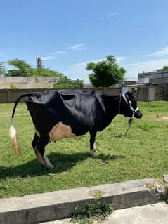 4 Cow For sale