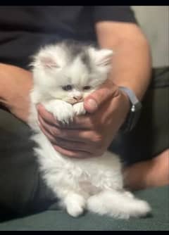 free cash on delivery Persian kitten for sale home delivery available