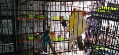 love Bird patty and breeder also looking for new shelter 03117099790