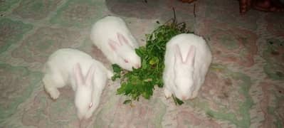 Rabbit Bunnies