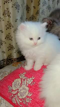 Persian Kittens / Kittens for sale / Persian Cats