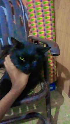 black cat is very cute and cat name is night