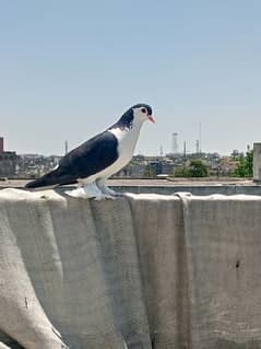 Lahori sherazi kabotar | Black Sherazi pigeon