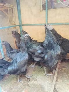 Ayam cemani males 4000