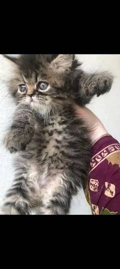 Persian kitten trpl cost Punch Face colour grey and black Age 2month