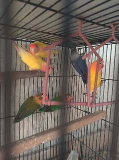 Love Birds for sale (Green Fisher, Latino, Blue Fisher, Parblue, etc)