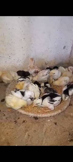 Top quality Heera and Lakha aseel chicks available