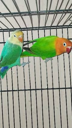 Lovebird 2 Pairs available. Also Pineapple Conure Chick available