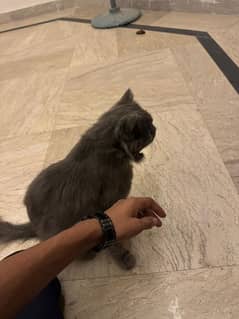GREY PERSIAN CAT 4 MONTHS OLD