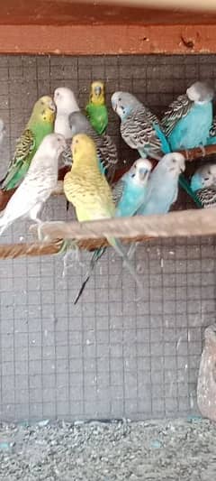 budgie parrots with red eyes