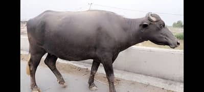 Best Qurbani Bulls | Cow | Wehra | Desi Cow
