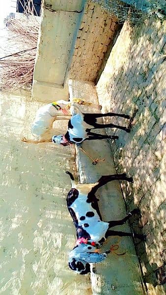 bakra | betal bakra | Rajan Puri bakra | goat Qurbani 2024 4