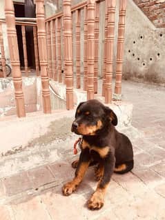cute puppy 5 month age avail in lahore