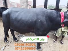Buffalo for sale / Qurbani k lia buffalo / katta / Qurbani 2024