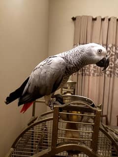 African Grey Parrot King size 1.5 years Hand tammed started talking