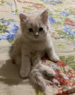 persian kitten baby